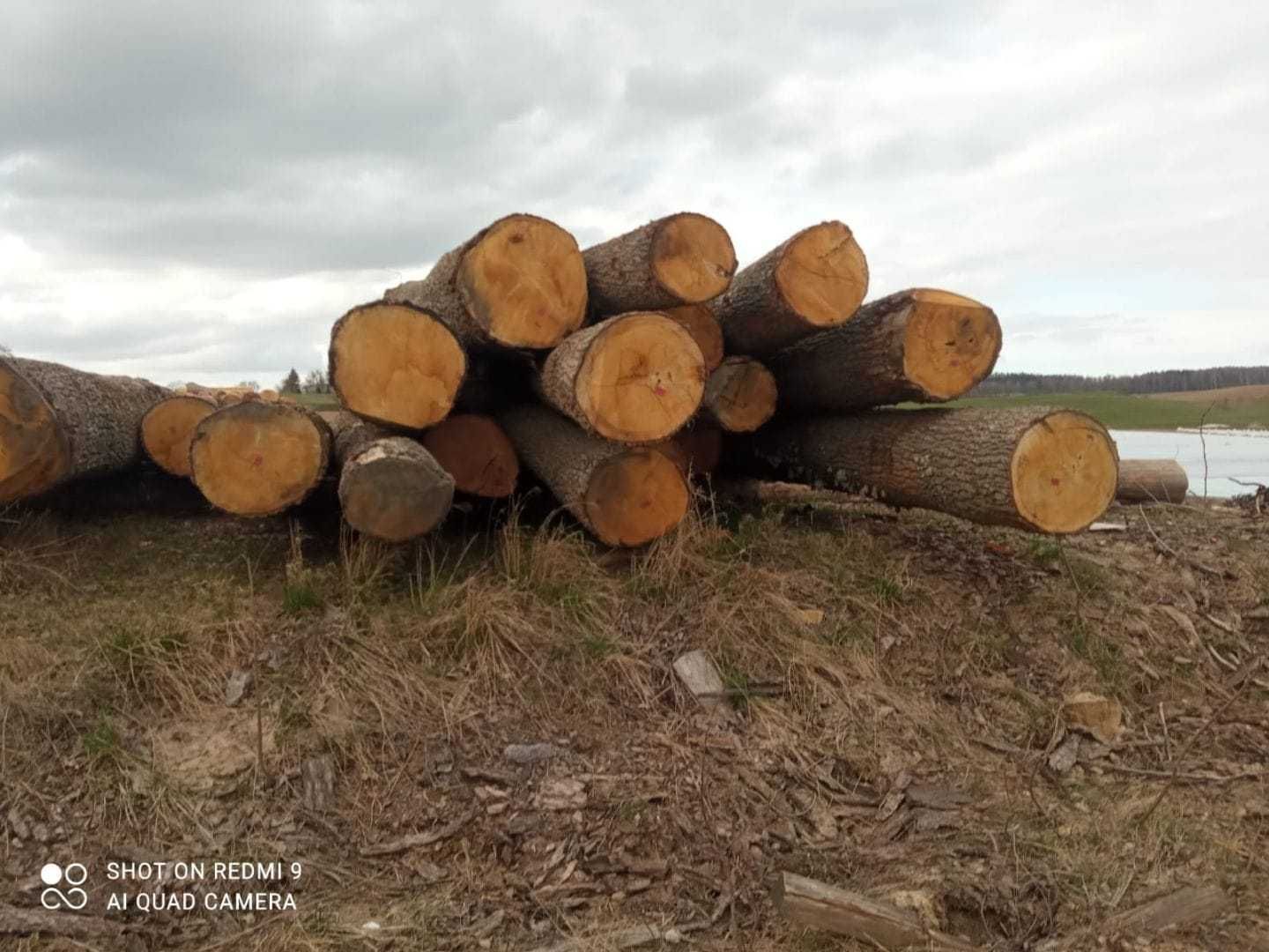 Dąb dłużyca, dłużyca dębowa