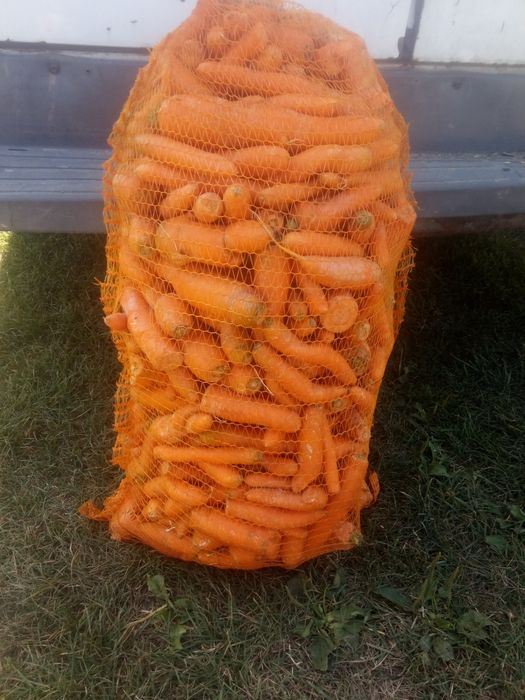 Marchew odpadowa