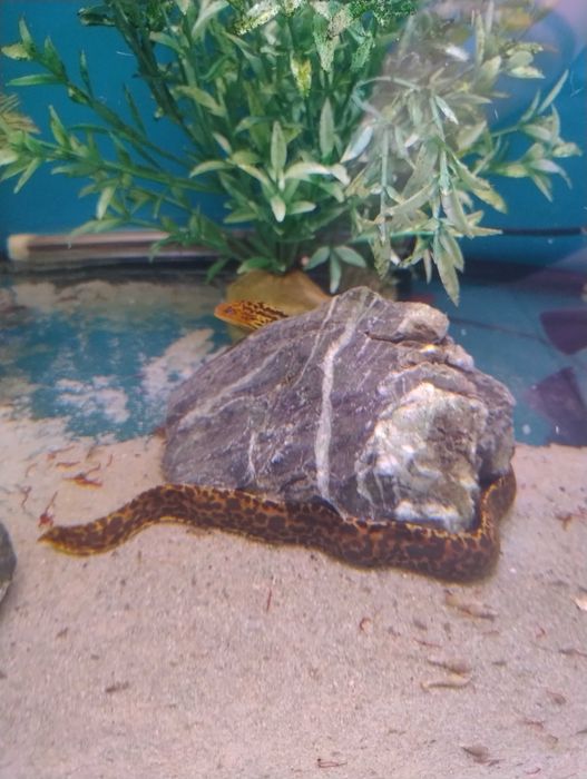 Murena gymnothorax polyuranodon