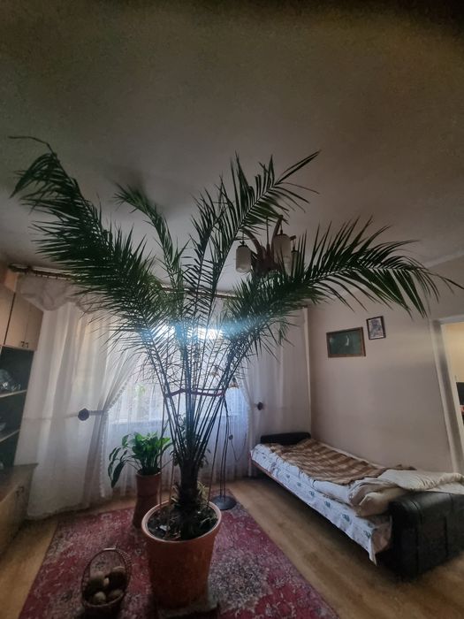 Palma w donicy , piękna