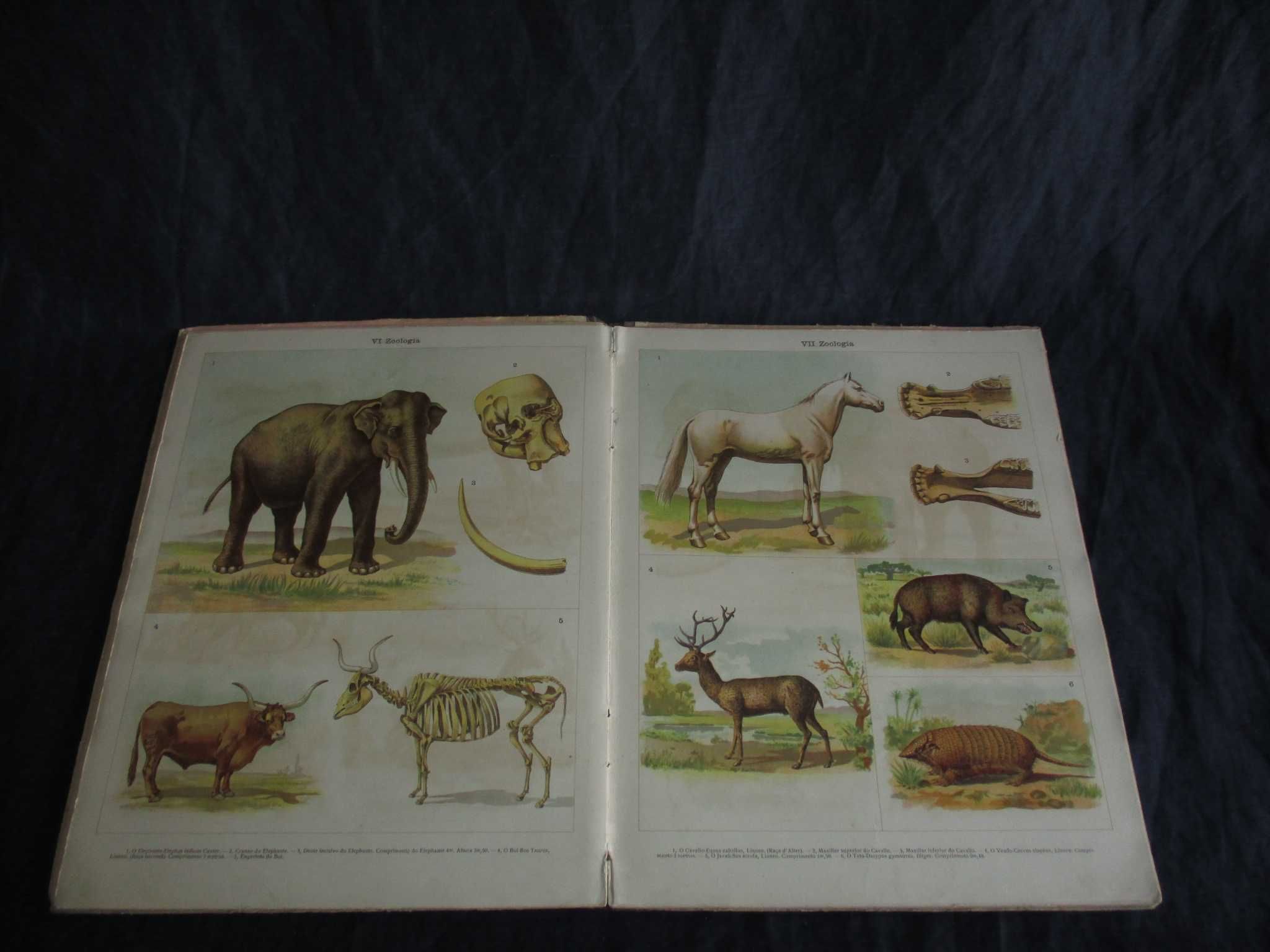 Livro Atlas de Zoologia Baltazar Osório e Mattoso Santos
