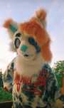 PILNE! furry head I ogon