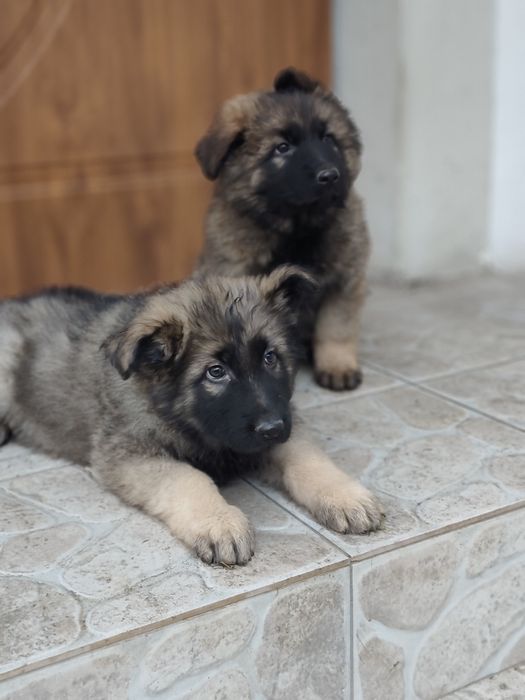 Owczarek niemiecki długowłosy suczka