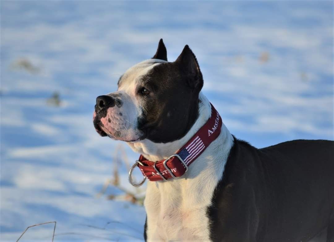 Amstaff obroża eko skóra