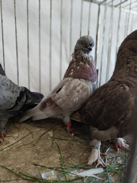 Gołębie sowy. Long face