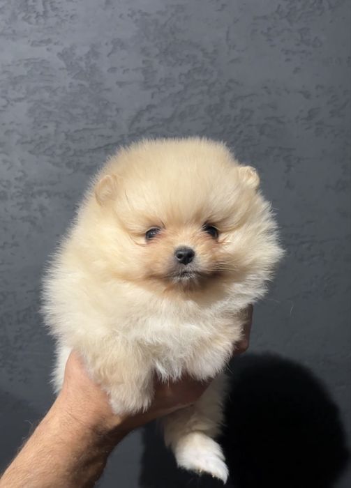 Szpic miniaturowy pomeranian suczka mini do 2 kg