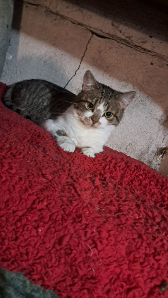 CLEO cudowna 2letnia koteczka szuka domu