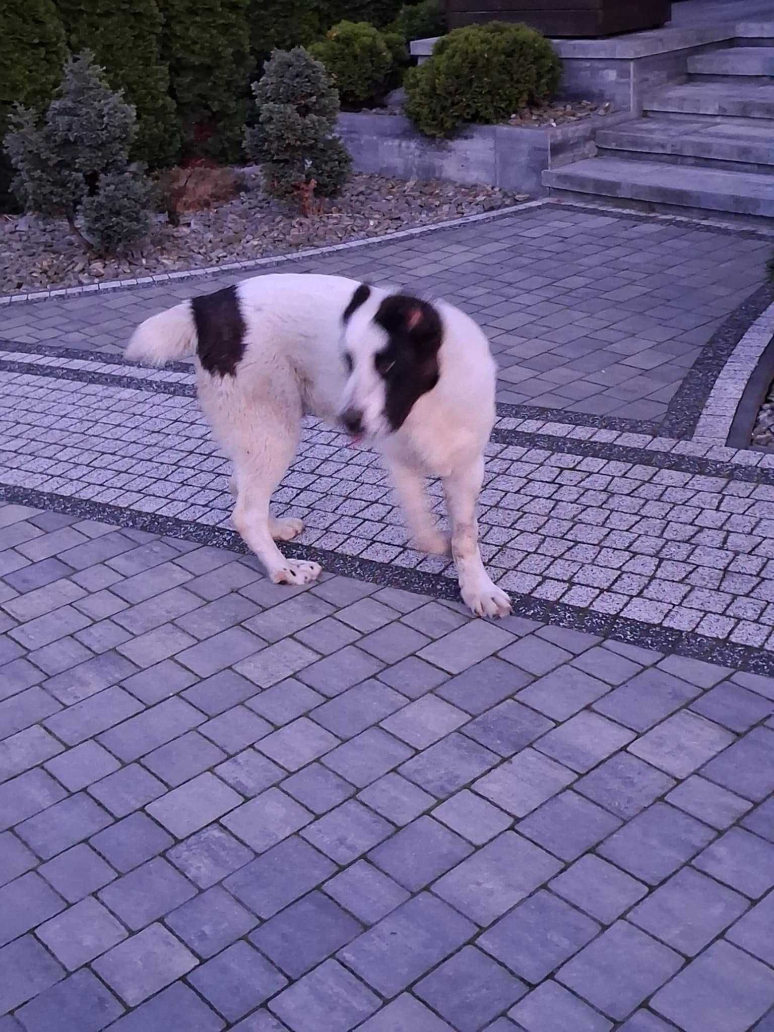 Owczarek środkowoazjatycki