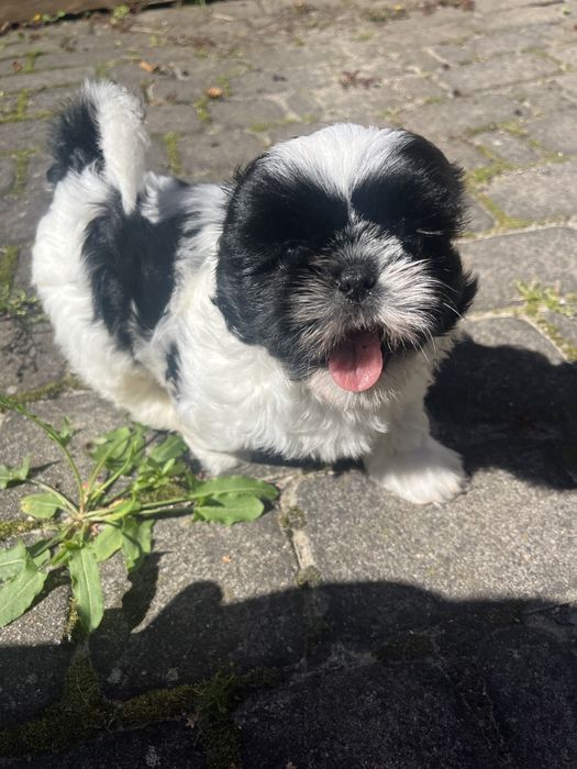 Piesek shih tzu