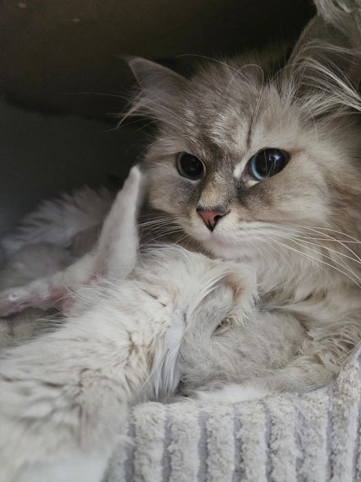 Miot A2 kocurki i koteczki Neva Masquerade syberyjski FIFE