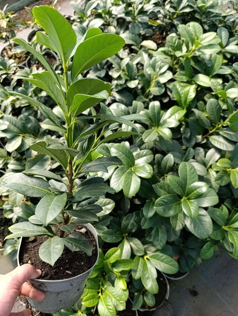 Laurowiśnia Caucasica Etna Rotundifolia 40-50cm