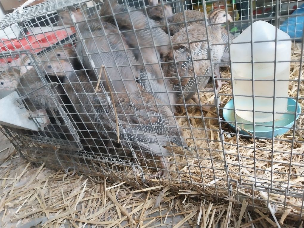 Indyki,perliczki,kury broljery,kaczki mulardy,pekiny, kury nioski