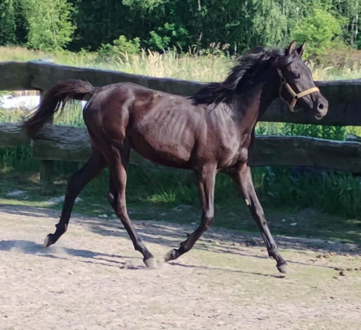 Sprzedam karą homozygotyczną klaczkę arabską
