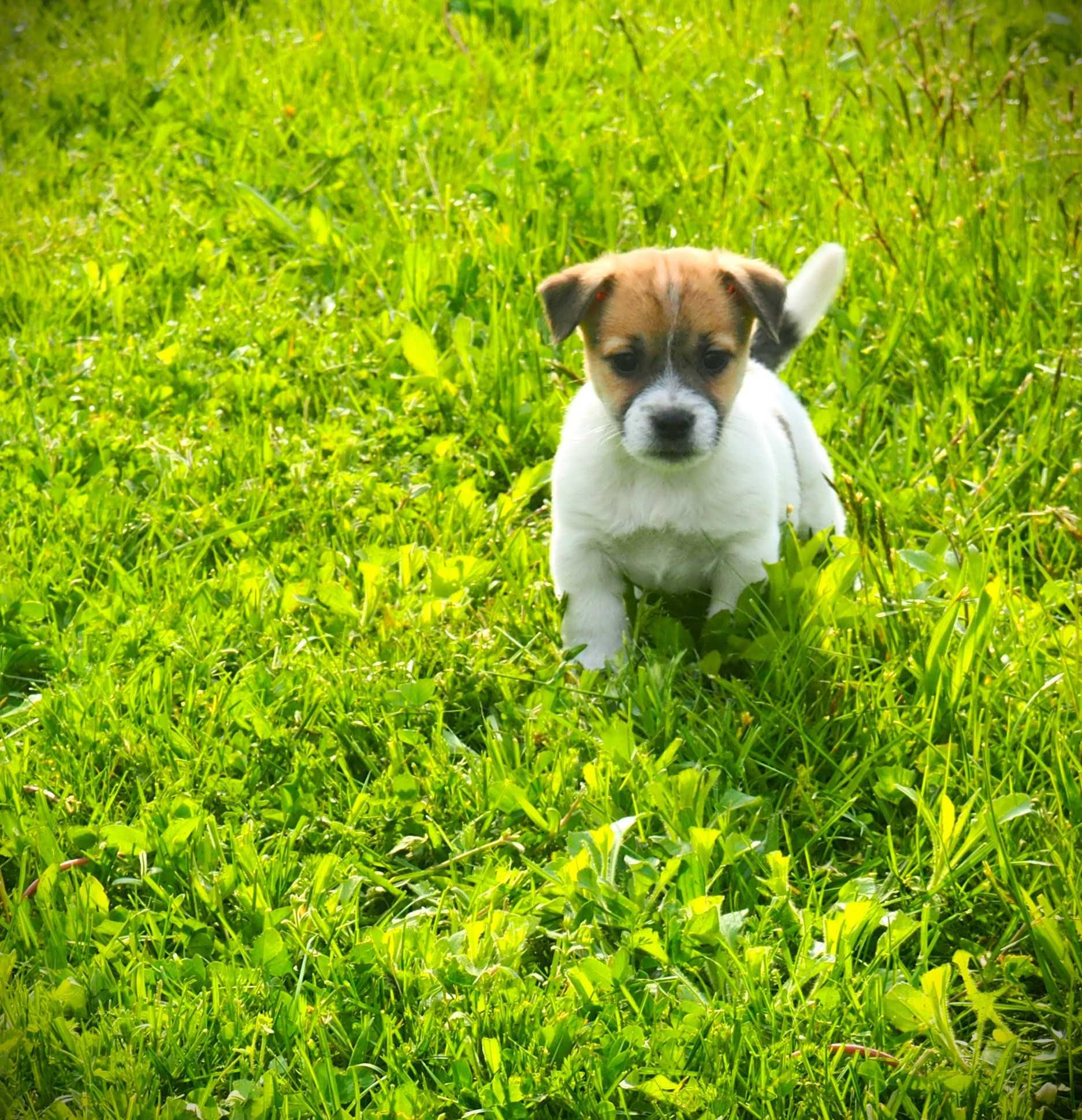 Jack Russell terrier piesek biało- brązowy sierść złamana DROPS