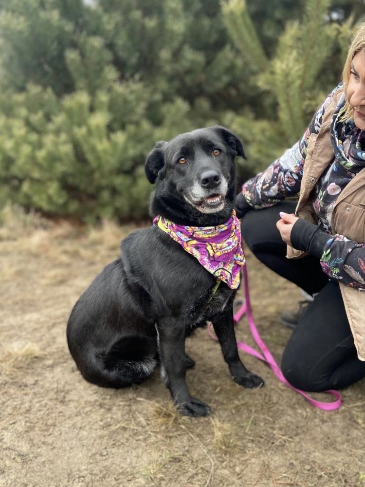 Aura w typie labradora do adopcji ze schroniska!