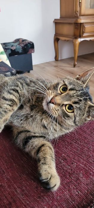 Szukamy kochającego domu dla ok 11-12 mies. kotki