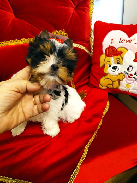Śliczna suczka z metryką ZKwP Biewer Yorkshire terrier.
