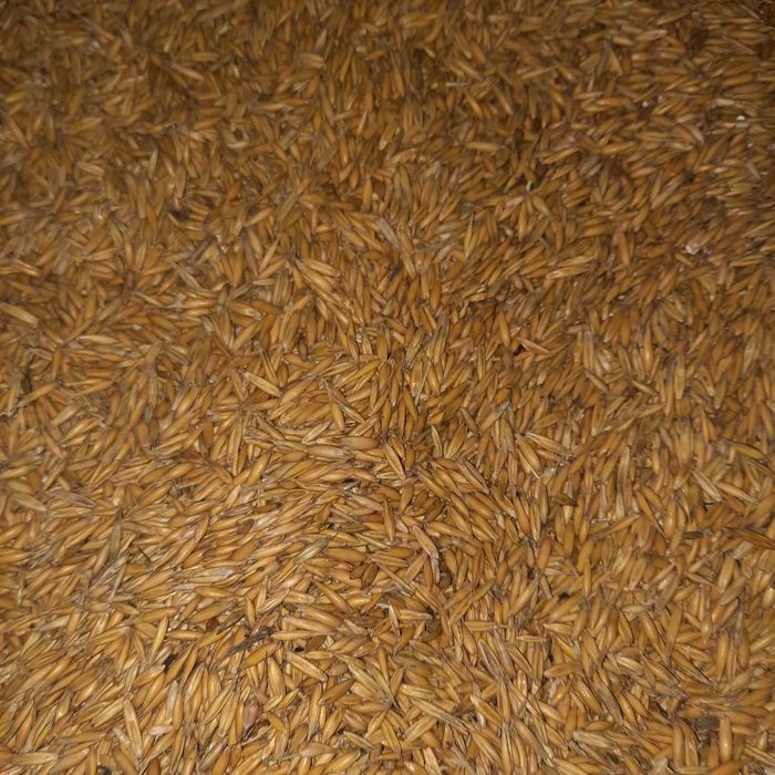 Owies 20ton zbiór 2025