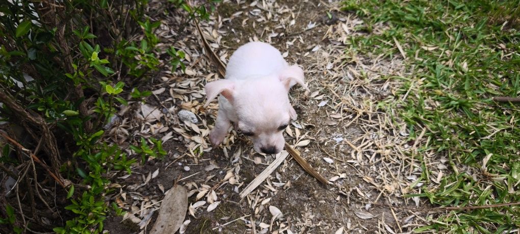 Chihuahua fêmea disponível para entrega imediata