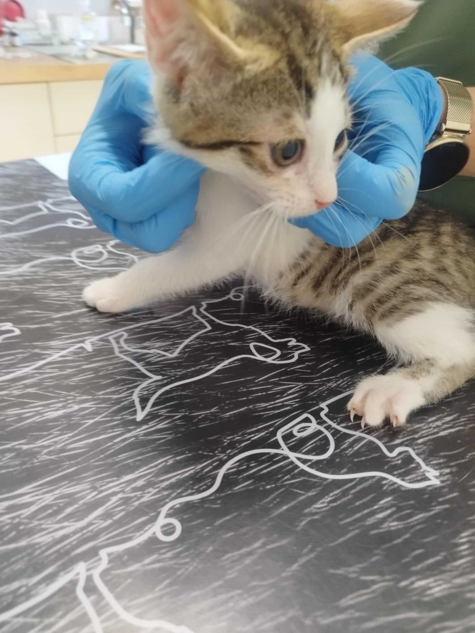 Lila śliczna kotka do adopcji