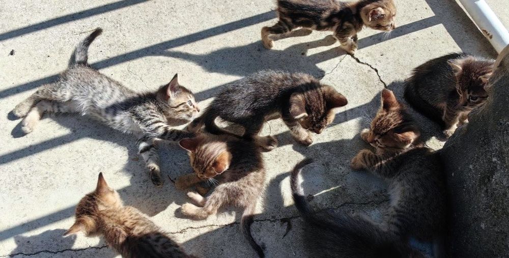 Oito gatinhos adoráveis! (machos e fêmeas)