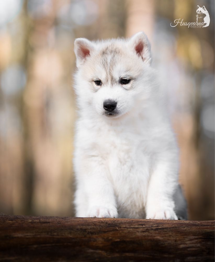 Przepiekny piesek / Hodowla Husky FCI & ZKwP od 1994 roku