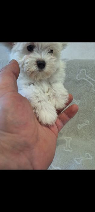 Maltańczyk szczeniaczek