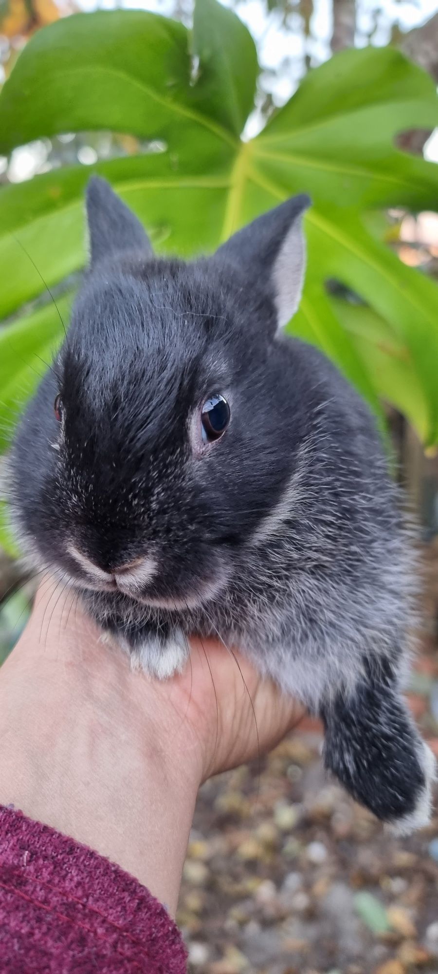 Coelho anao mini lion, mini holandes e mini lop