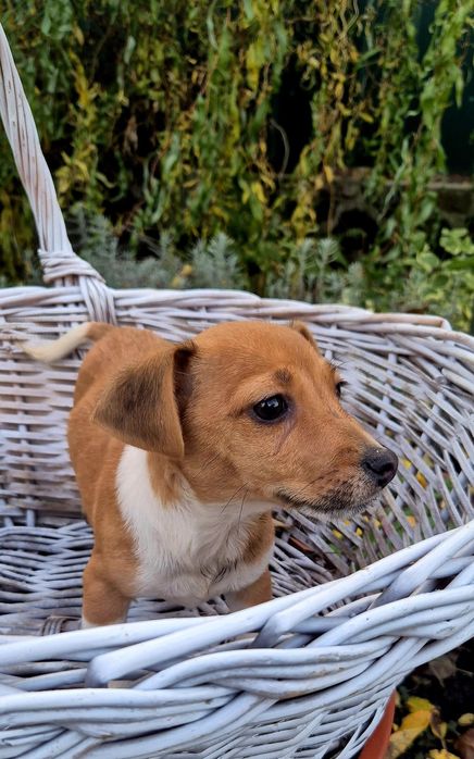 Джек Рассел терьер