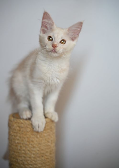 Maine coon kotka unikat shaded/high smoke ds 11 opcja hodowlana