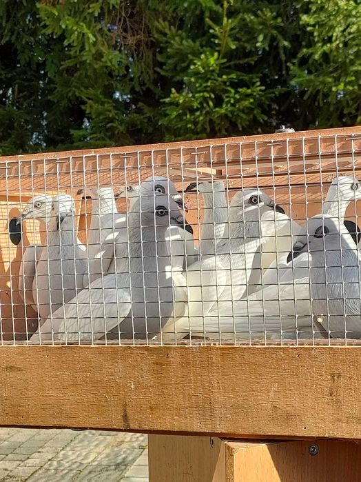 Gołębie Jasne na białych ogonach