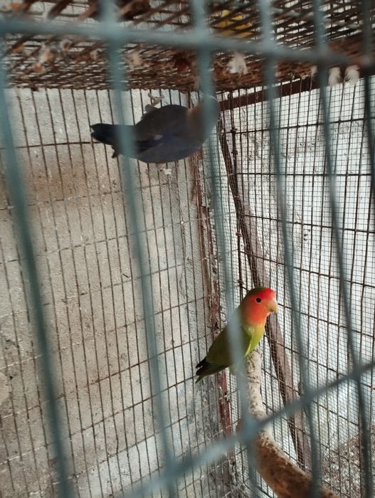 Agapórnis para ceder