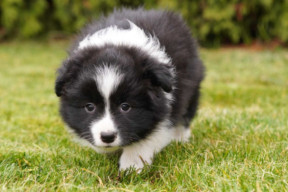 Border Collie  suczka ZKwP/FCI