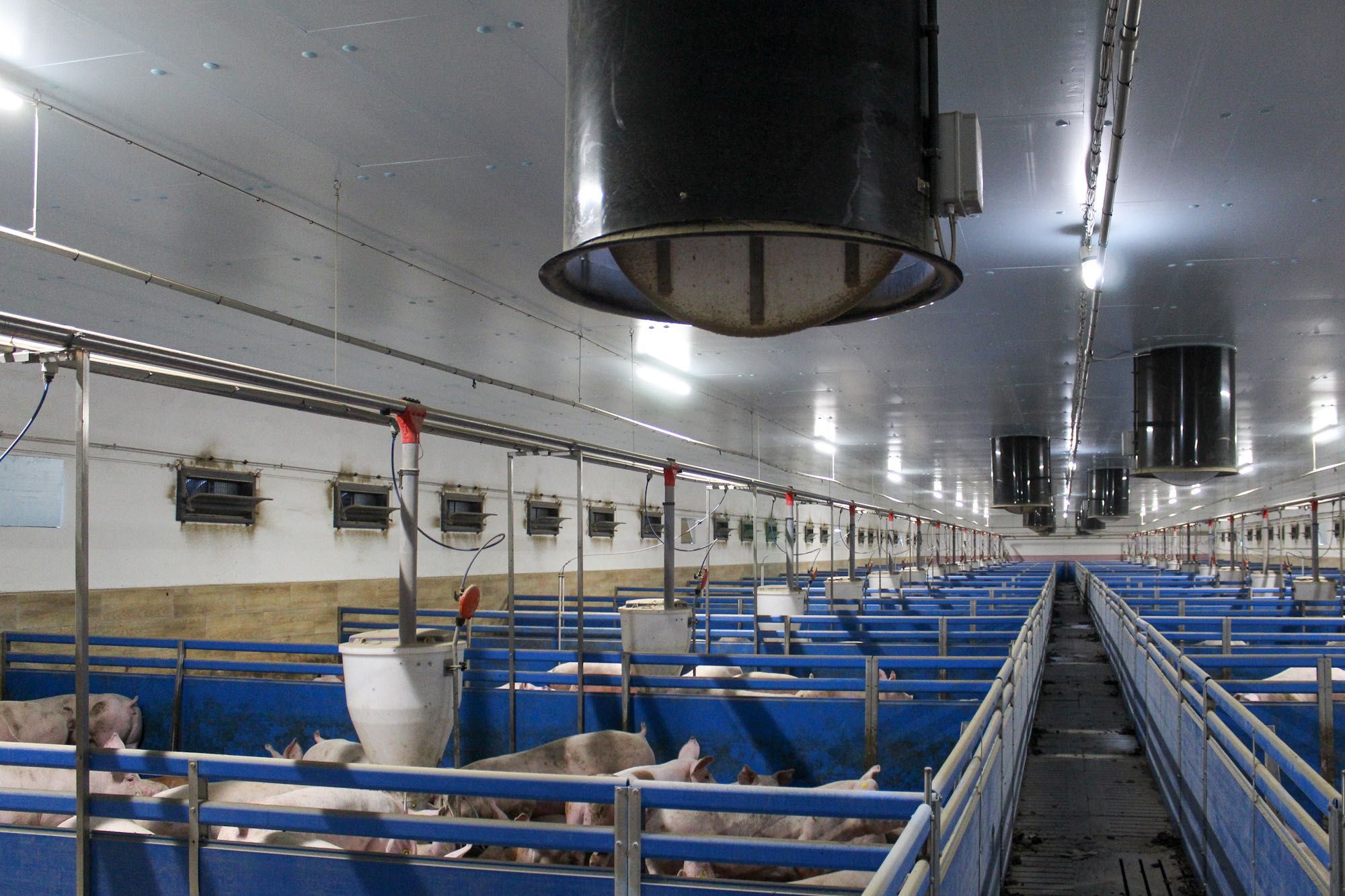 Podbitka Termoizolacyjna Do Obory Kurnika Tuczarni Styrodur XPS AGRO