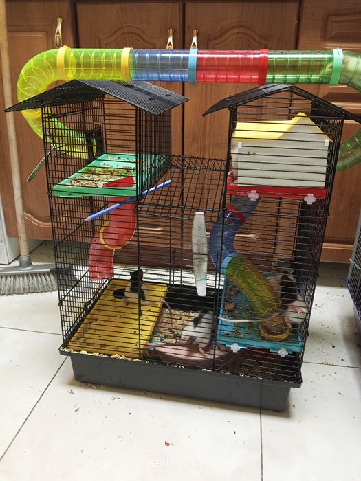 Odam szczòrki w dobre ręce dumbo