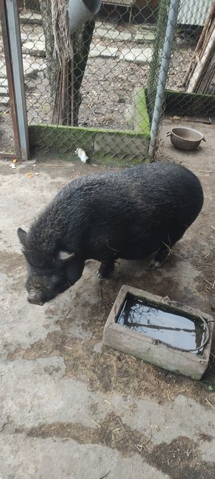 Dá-se porco vietnamita