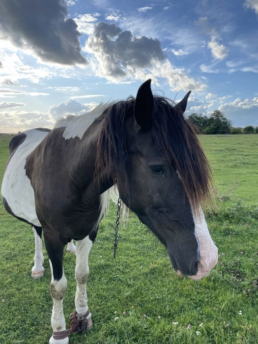 Продам кобилу!!!