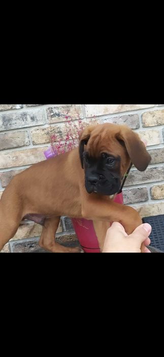 Bokser, szczeniak, chłopak FALKO