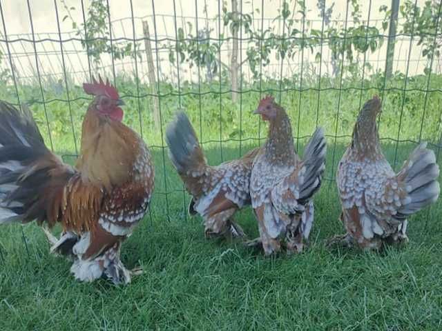 Інкубаційне яйце.(Курчата) Мільфлер фарфоровий,синій, срібло,ізабелла.