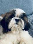 Suczka Jessica 12 tyg  shih tzu Zkwp