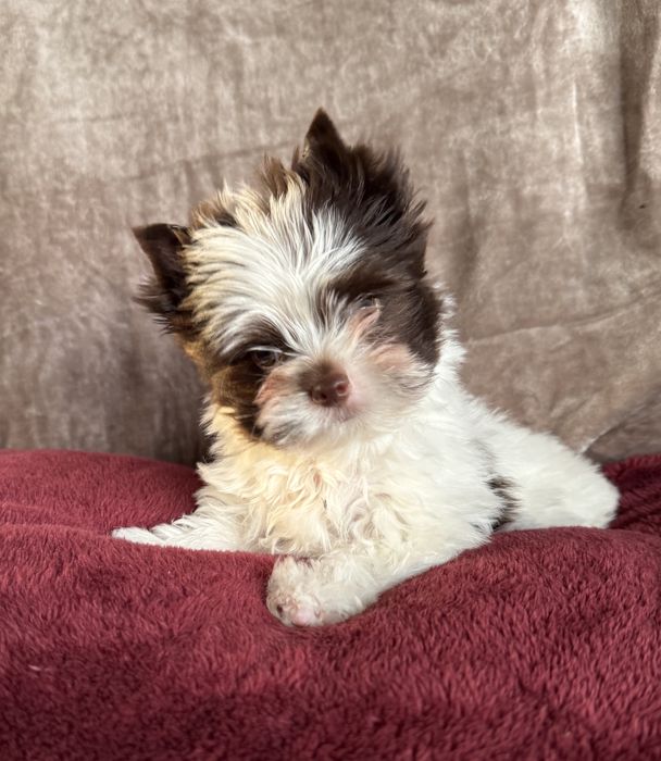 Piesek biro york, czekoladowo-biały, wyjątkowo piękny