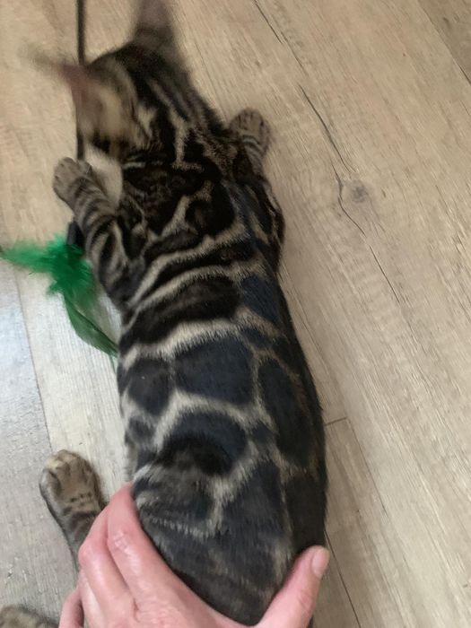 Шикарный бенгальский котик