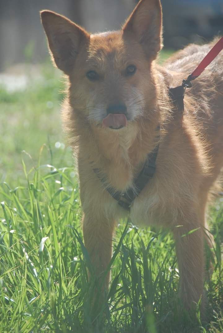 Goretu- cachorro de porte médio para adoção