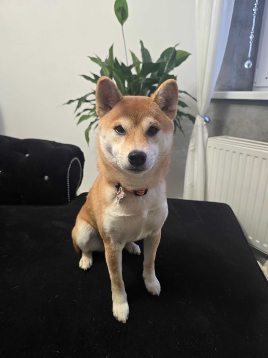 Shiba inu, roczna suczka czerwona maść