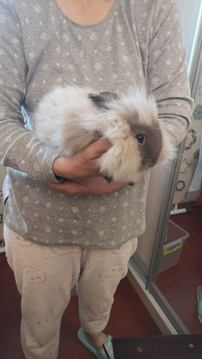 Декоративний кролик в добрі руки