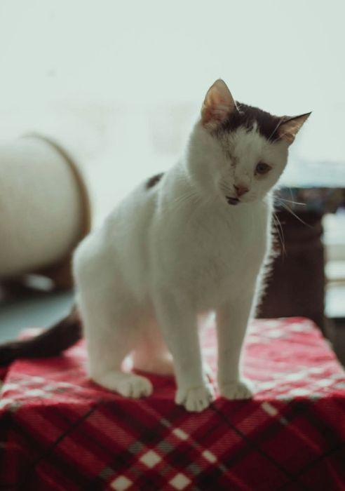 Cudowny niewidomy kocurek potrzebuje domu