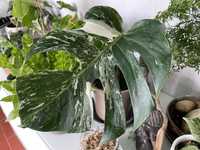 Monstera Variegata