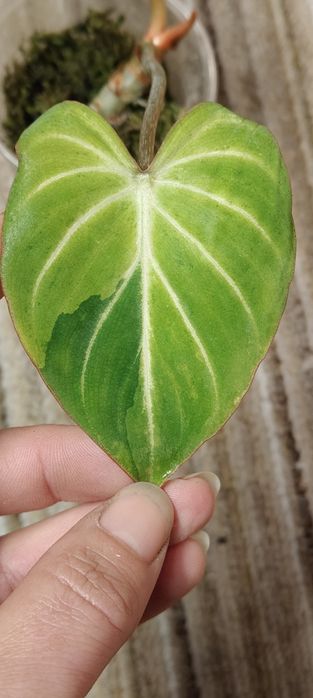 Philodendron Gloriosum Aurea Mint Variegated