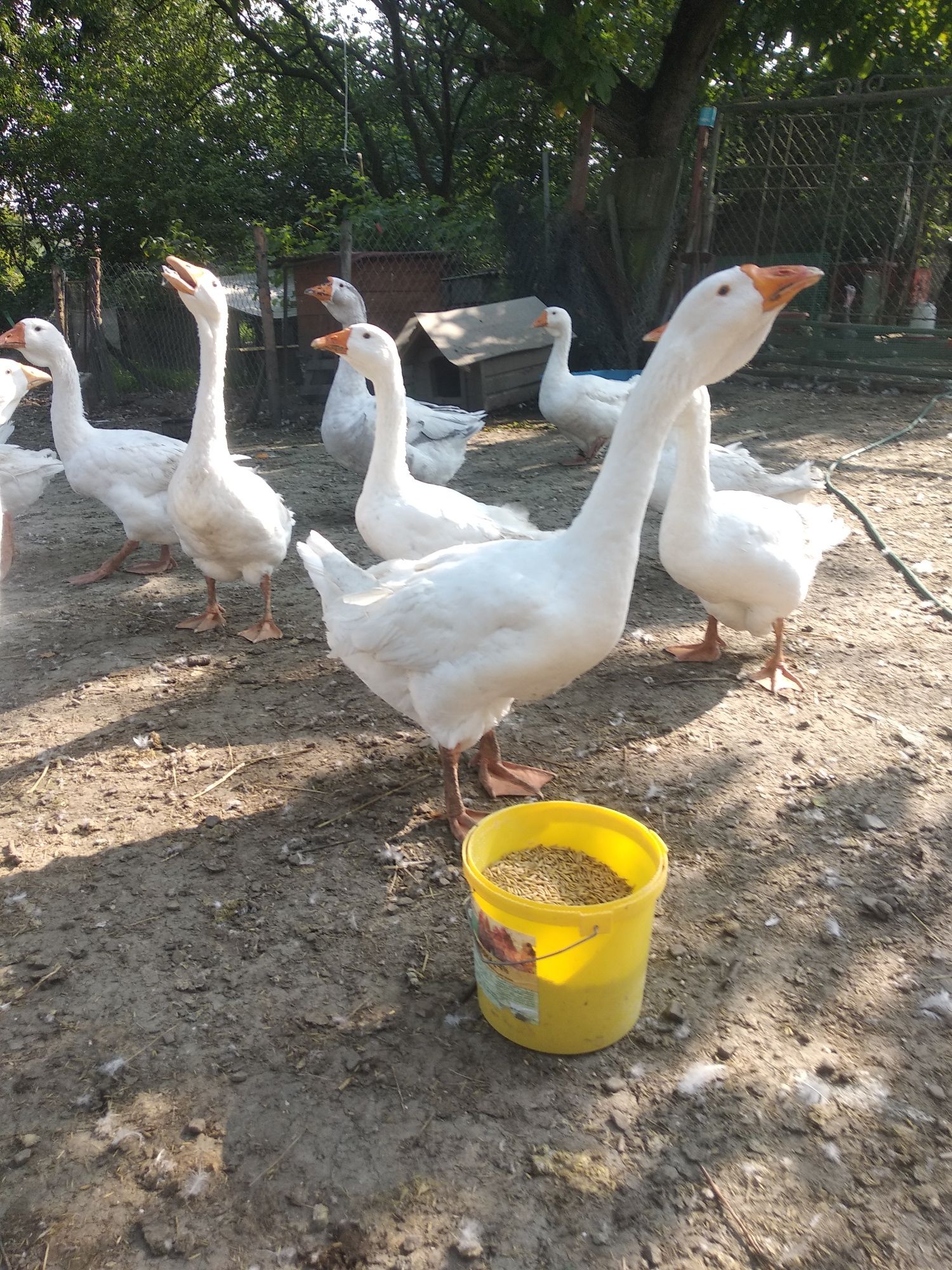 Gęsi chołmogory,kaczorki call duck, biegusy