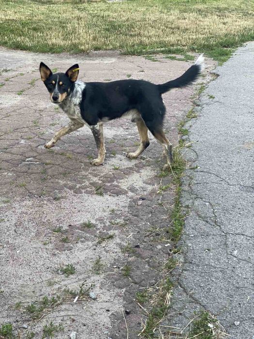 Отдам кобеля